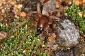 Clubiona_lutescens_D4879_Z_90_Les Gris_Frankrijk